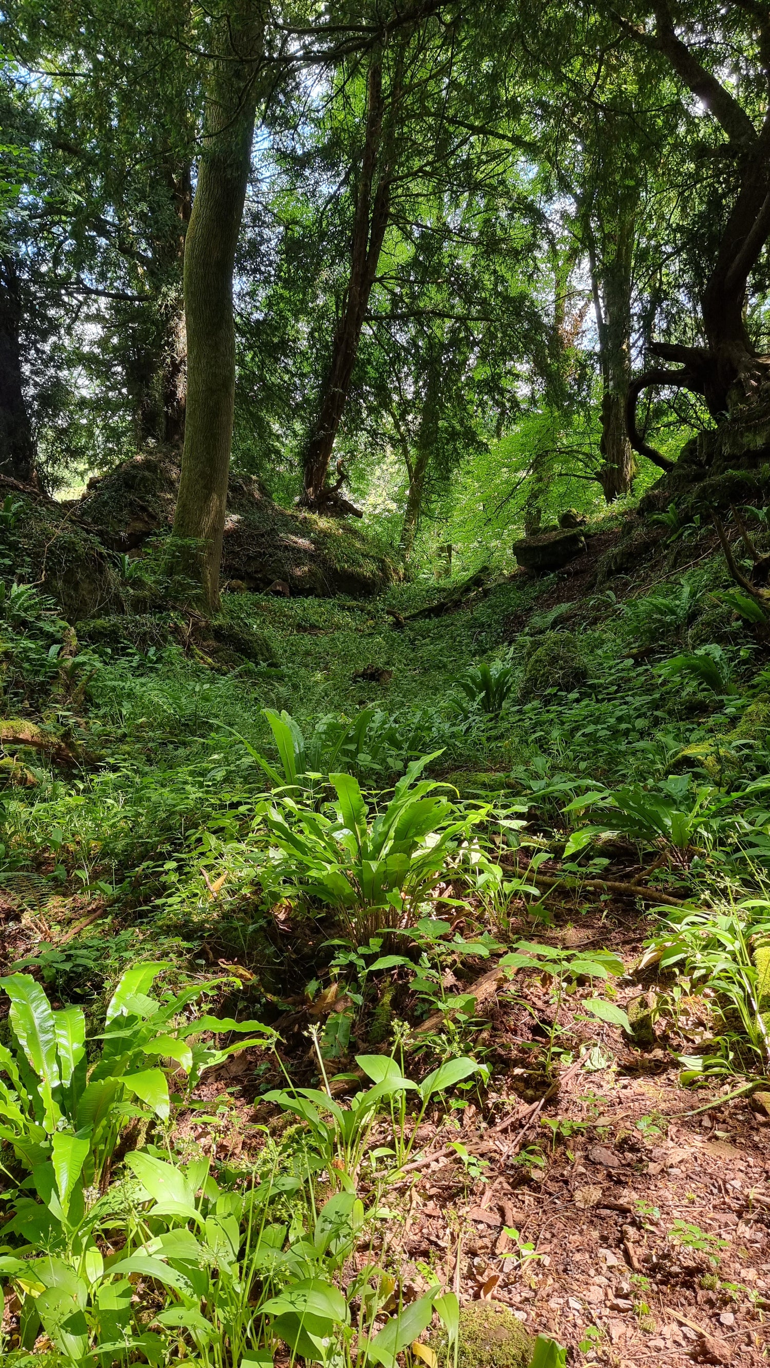 Photo looks up a slope of vegetation and plants, with trees at the top of the slopes