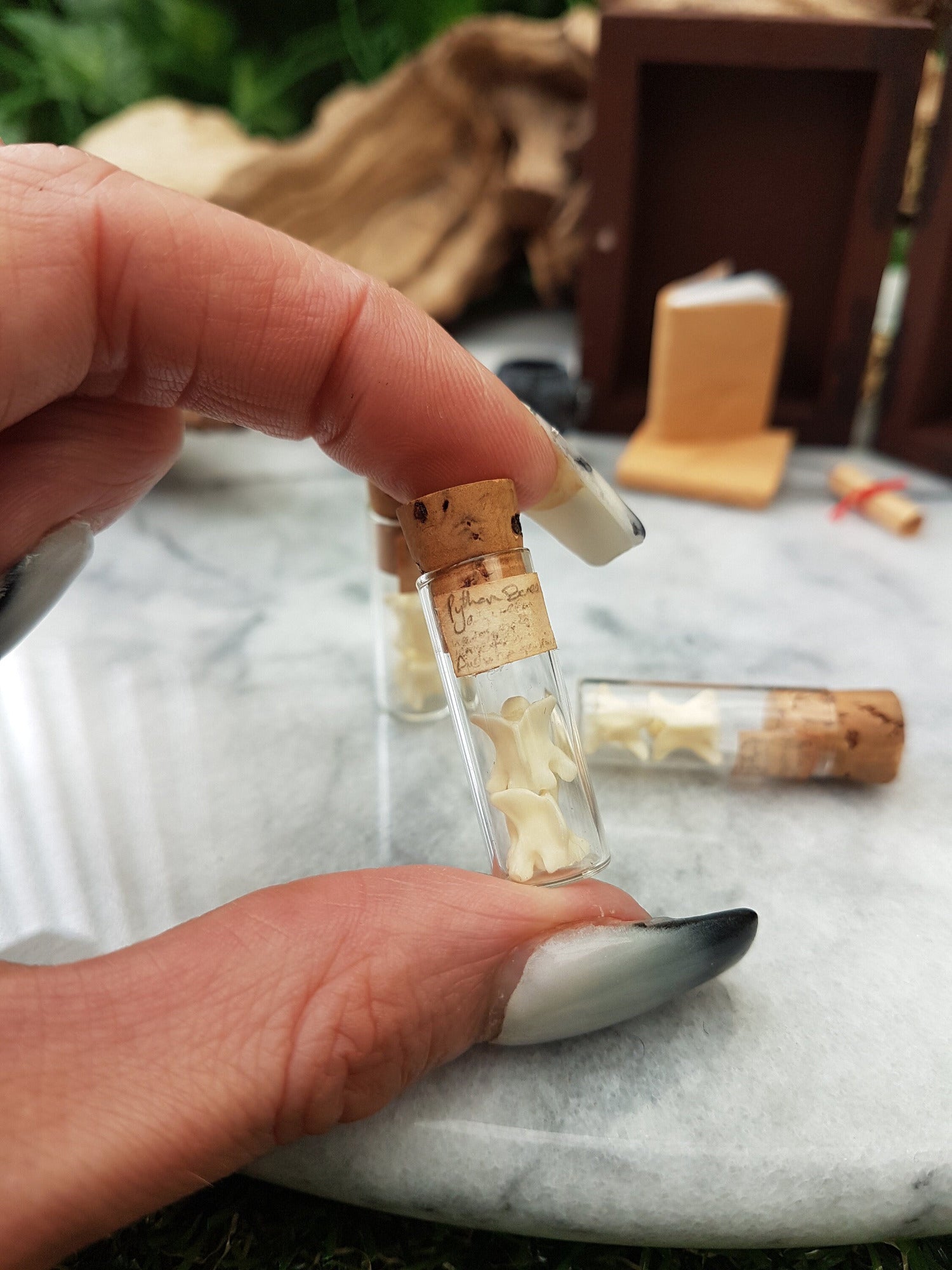 A small cylindrical tube glass vial with a cork lid is held between forefinger and thumb. The vial contains two white vertebrae bones. It bears a small brown, aged label with Python Bones. An apothecary cabinet is seen in the background