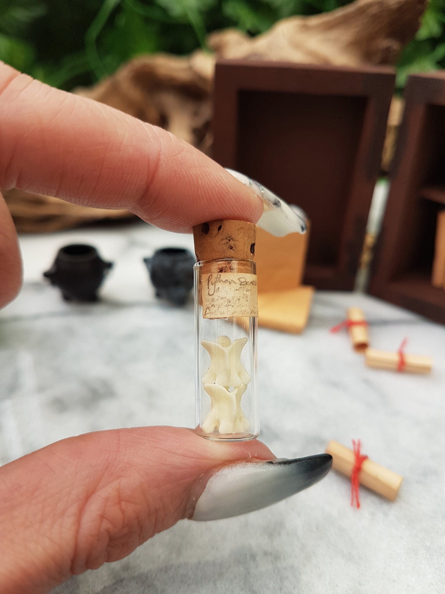 A small cylindrical tube glass vial with a cork lid is held between forefinger and thumb. The vial contains two white vertebrae bones. It bears a small brown, aged label with Python Bones. An apothecary cabinet is seen in the background