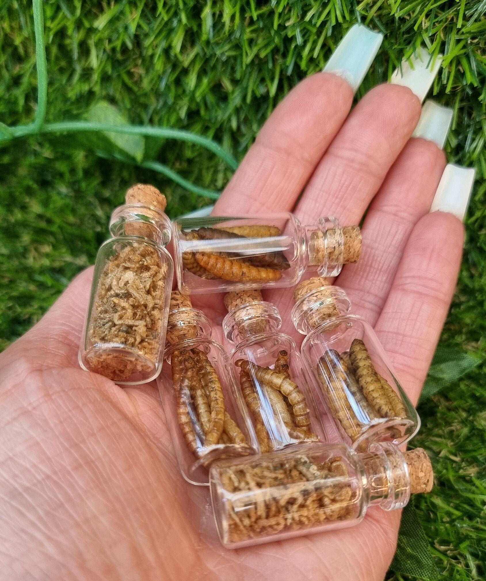 Hand holds 6 1:12 scale glass bottles with cork tops. 2 bottles contain fat brown dried worms, 2 bottles contain thinner brown dried worms and the other 2 have small, thin dried worms