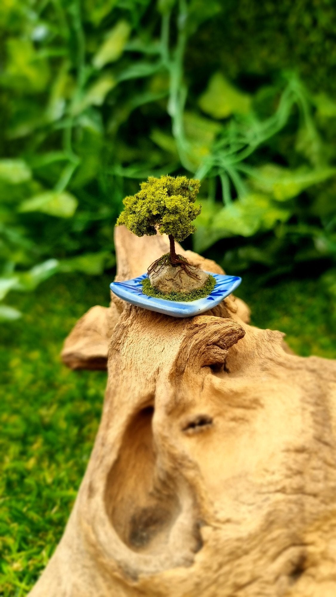 1:12 scale bonsai tree sits on a piece of driftwood. The bonsai is mounted on a small stone on a blue and white square plate with moss